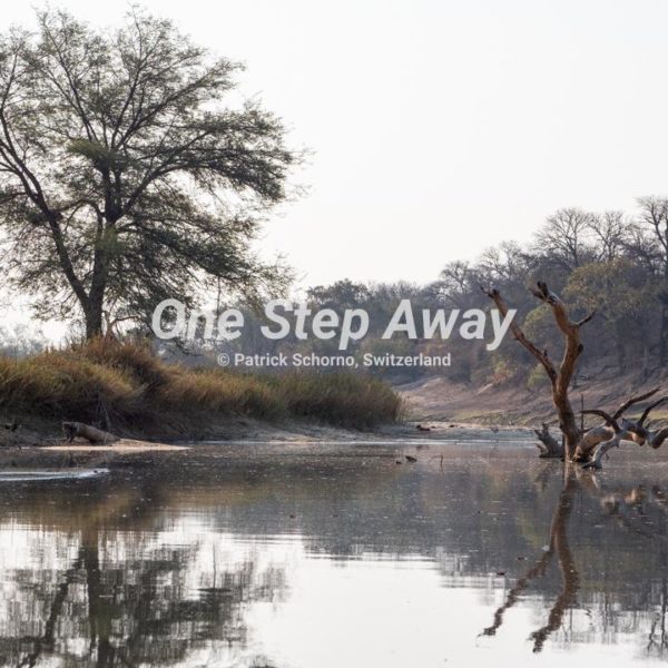 Botswana - Nata / Eselbe Backpacker Camp tree trunk in the river, Baumstamm im Fluss