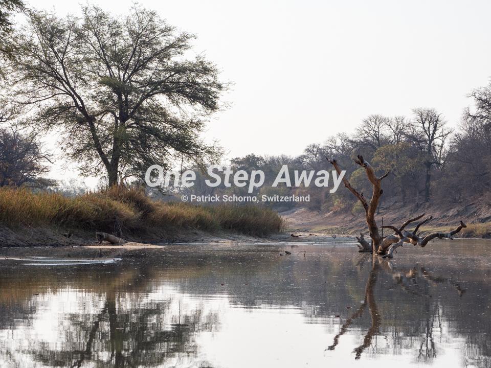Botswana - Nata / Eselbe Backpacker Camp tree trunk in the river, Baumstamm im Fluss